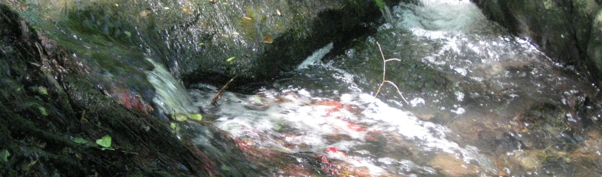 Monitoring Guldenbach
